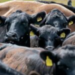 10,000 Cattle Die in Kansas Heat Wave – Adding More Pressure on Food Prices
